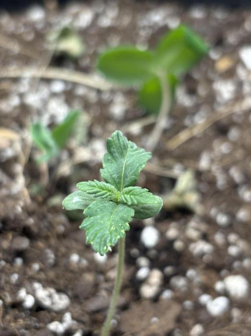 Spring ‘26. Week 1