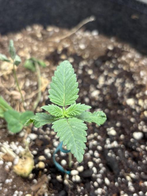 Spring ‘26. Week 2