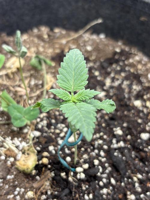 Spring ‘26. Week 2