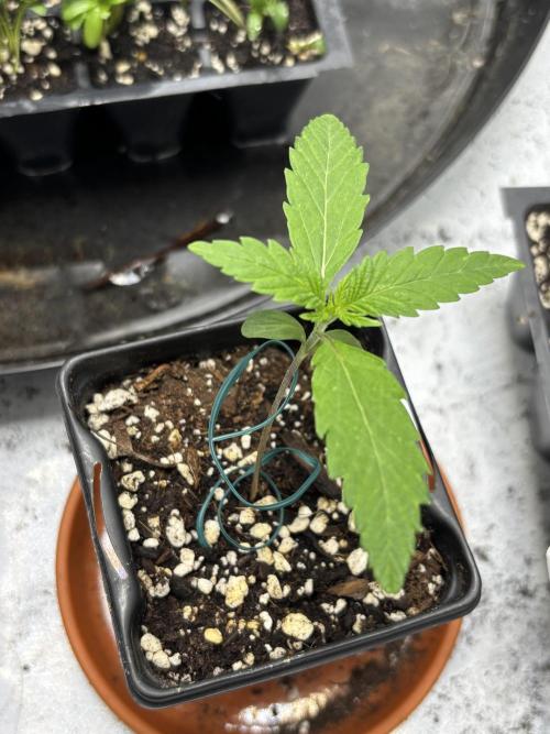 Spring ‘26. Week 2