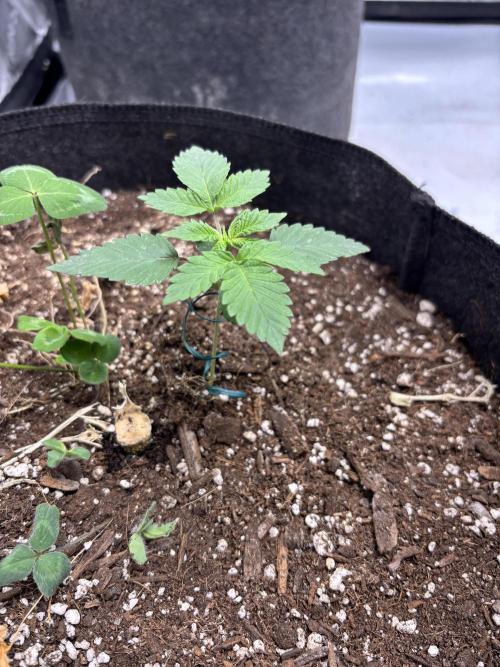 Spring ‘26. Week 3