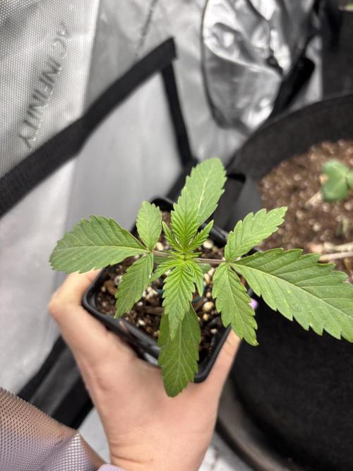 Spring ‘26. Week 3