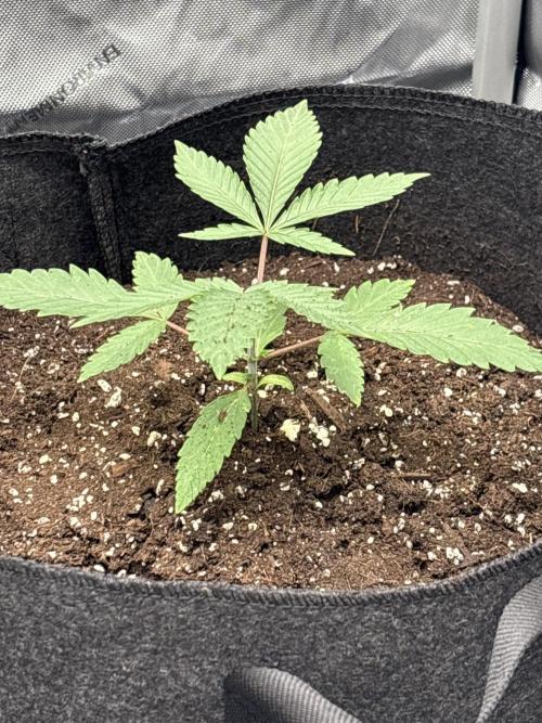 Spring ‘26. Week 4