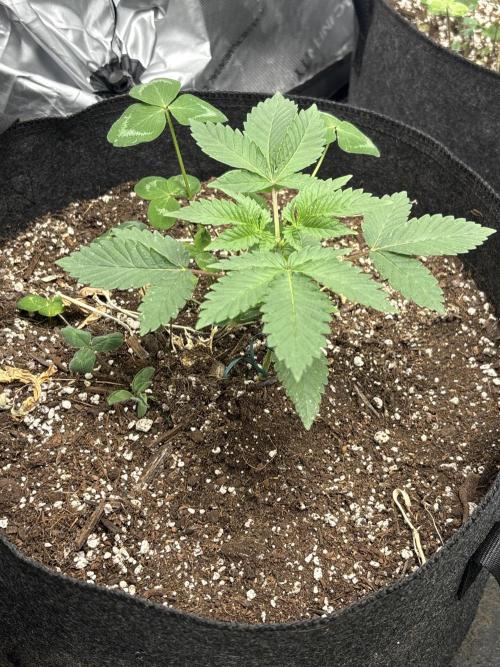 Spring ‘26. Week 4