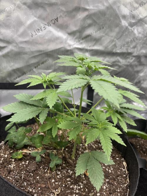Spring ‘26. Week 5