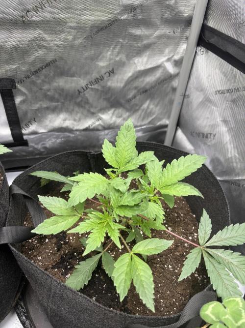 Spring ‘26. Week 5