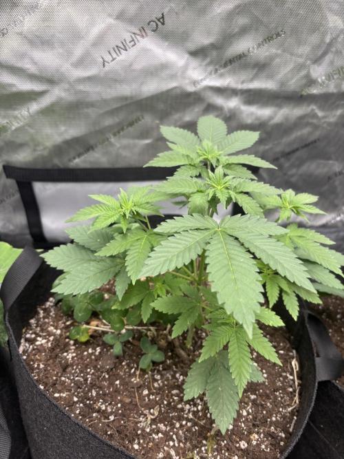 Spring ‘26. Week 5