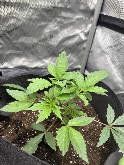 Spring ‘26. Week 5