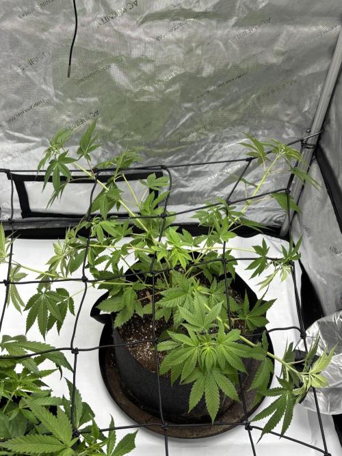 Spring ‘26. Week 7 - Dirty Mimosa 5/14
