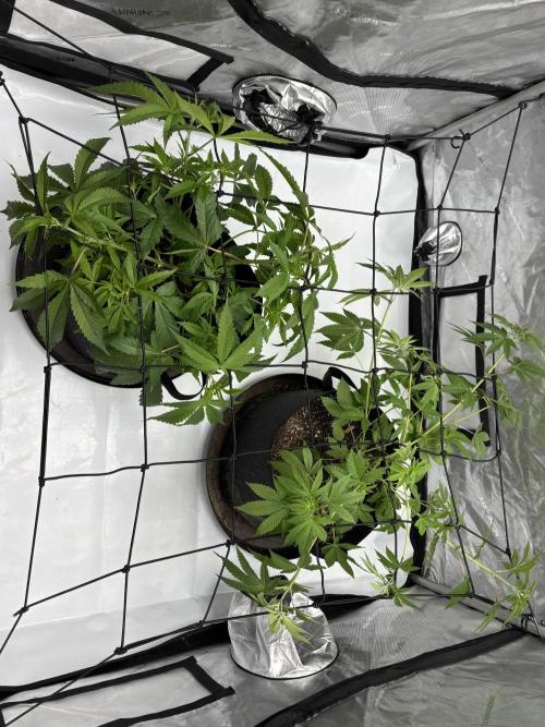 Spring ‘26. Week 7 - Grease truck right, dirty mimosa left 5/14