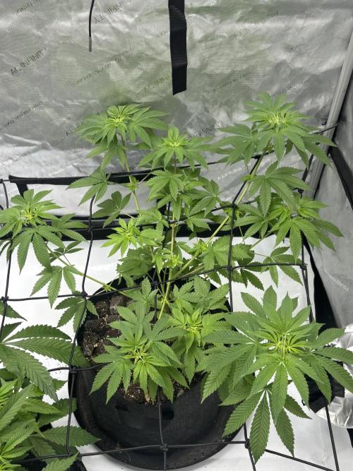 Spring ‘26. Week 7 - Dirty mimosa 5/17