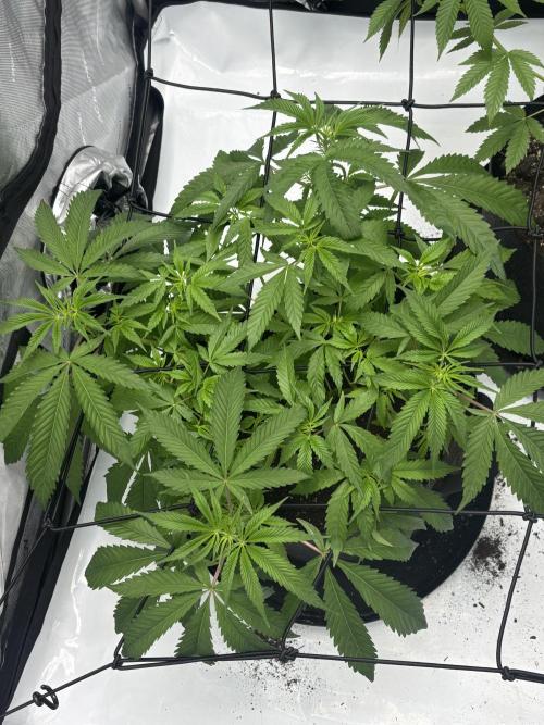Spring ‘26. Week 7 - Grease Truck 5/17