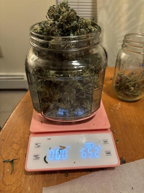 Nuclear forest and dirty mimosa. Week 17