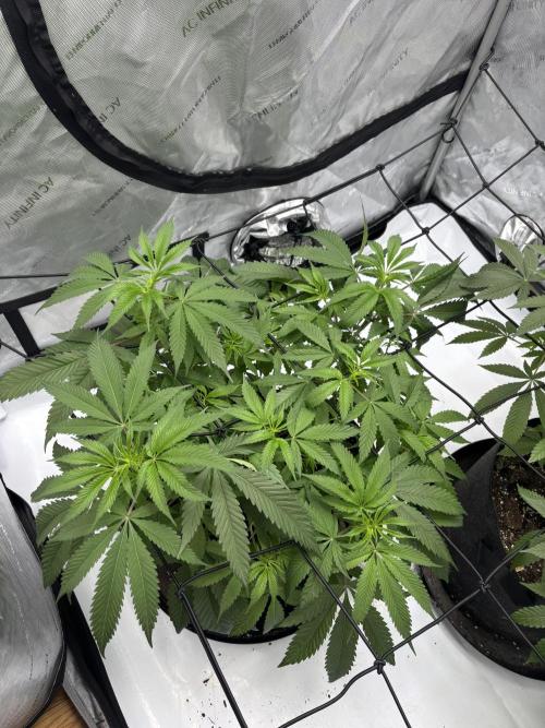 Spring ‘26. Week 8