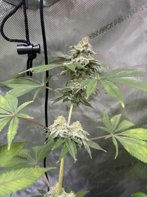 Spring ‘26. Week 15