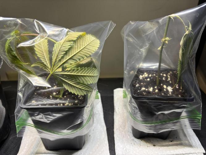 Cloning. Week 16