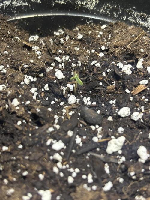 Snow Lotus x NC5. Week 0