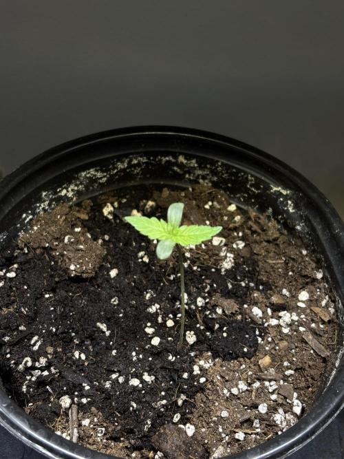 Snow Lotus x NC5. Week 1