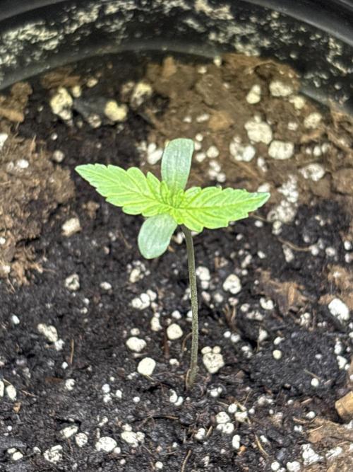 Snow Lotus x NC5. Week 1