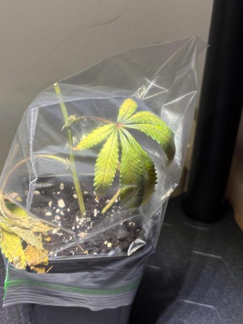 Cloning. Week 17