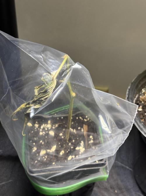 Cloning. Week 17