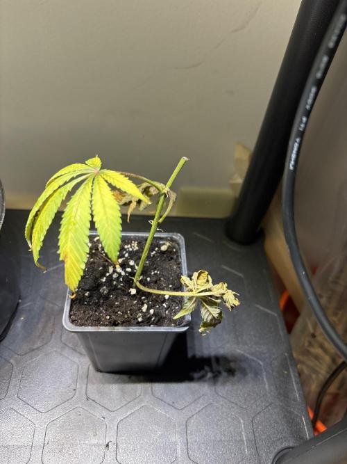 Ionbeam S16 Full Spectrum LED. Week 17