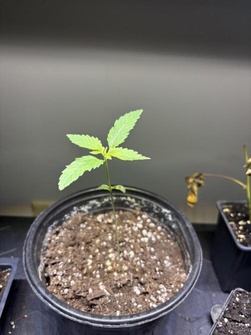 Snow Lotus x NC5. Week 2