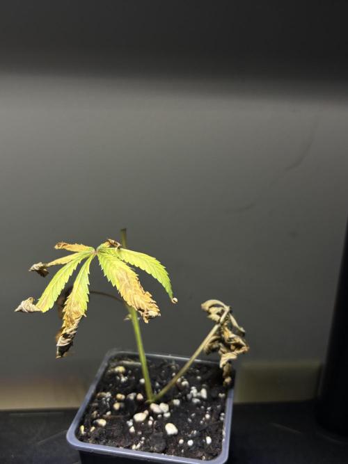 Cloning. Week 18