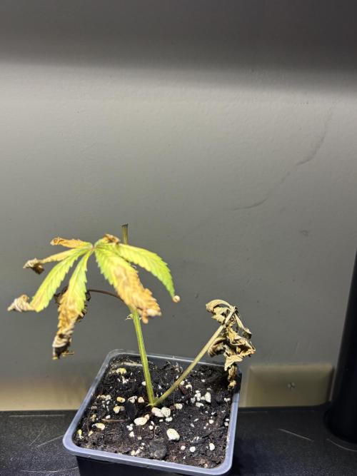 Cloning. Week 18