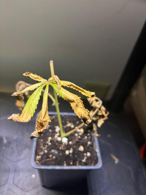 Cloning. Week 19