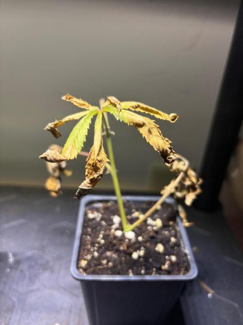 Cloning. Week 19