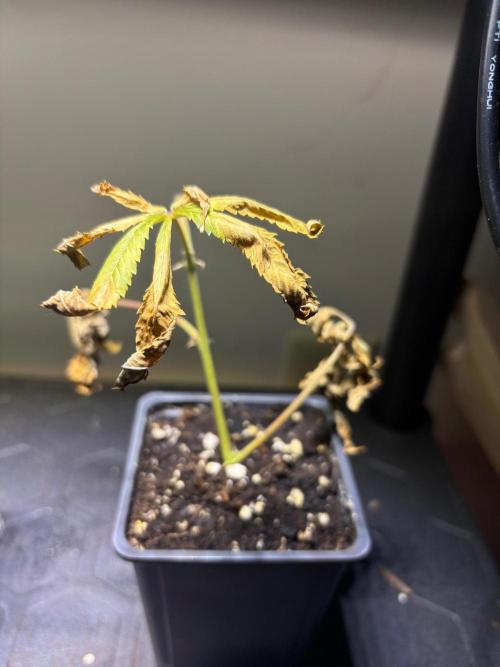 Cloning. Week 19
