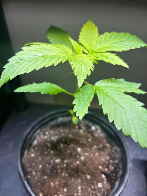 Snow Lotus x NC5. Week 3