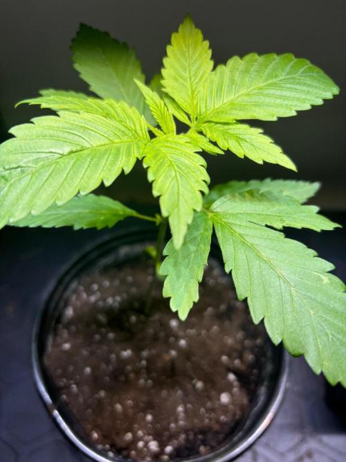 Snow Lotus x NC5. Week 3