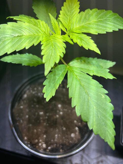 Snow Lotus x NC5. Week 3