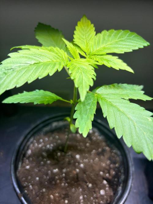 Snow Lotus x NC5. Week 3