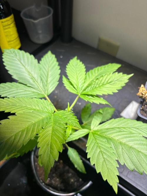 Snow Lotus x NC5. Week 4