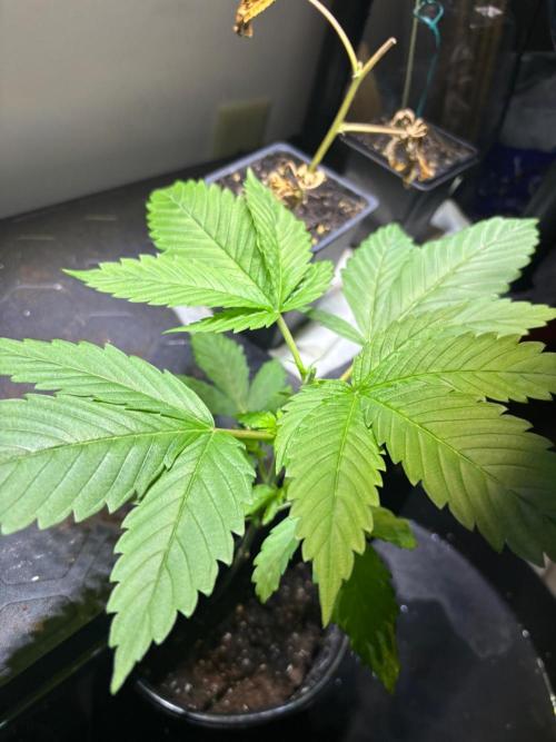 Snow Lotus x NC5. Week 4