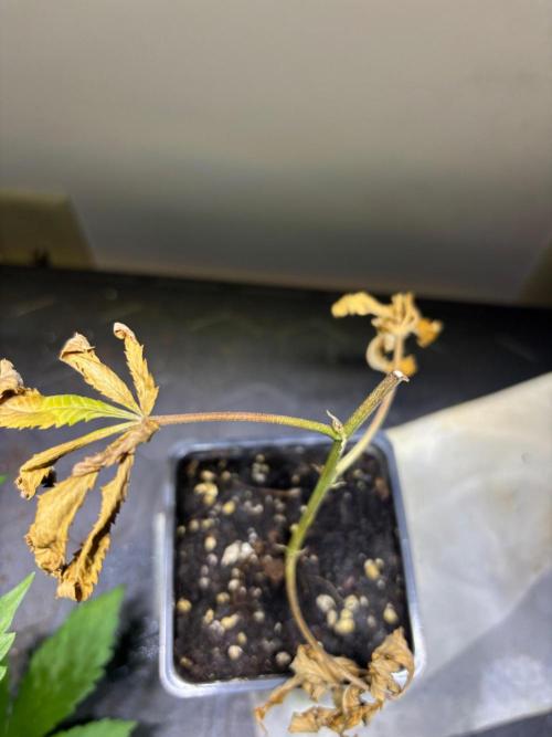 Cloning. Week 20