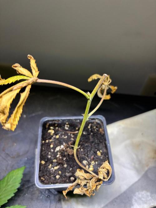 Cloning. Week 20