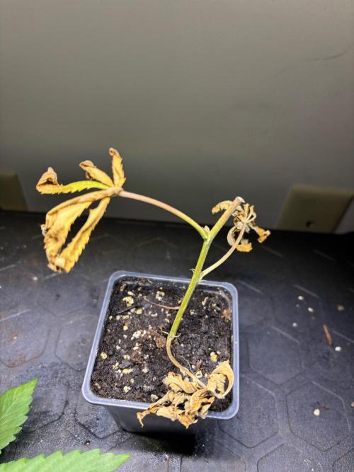 Cloning. Week 20