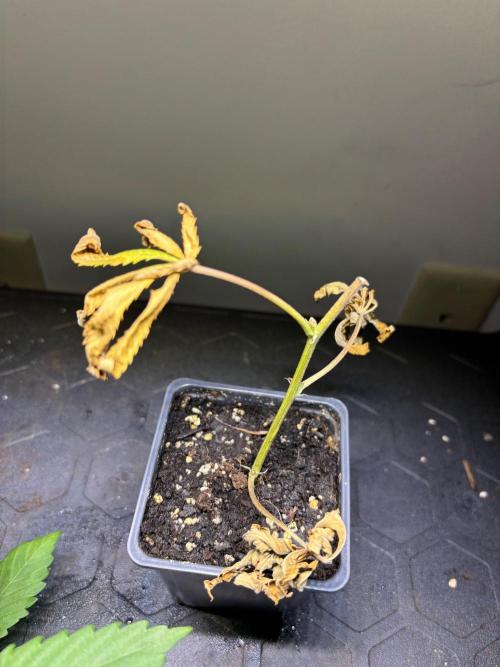 Cloning. Week 20