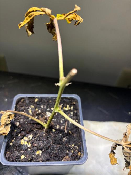 Cloning. Week 20