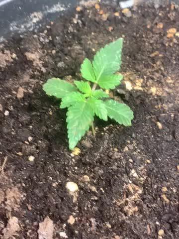 Kannabia prøve frø test 1 af indica creme