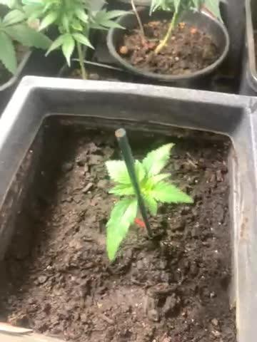 Kannabia prøve frø test 1 af indica creme