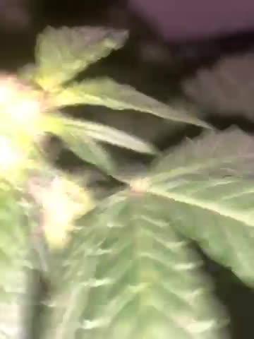 Kannabia prøve frø test 1 af indica creme