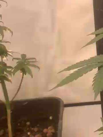 Første gang jeg prøver at lave en SUPER LEMON HAZE