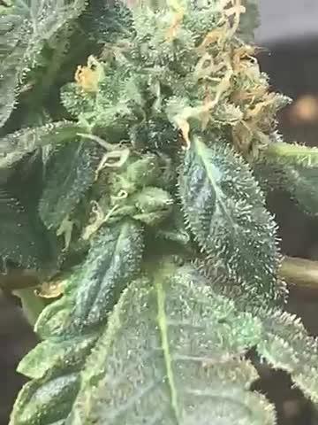 Kannabia prøve frø test 1 af indica creme