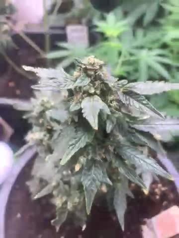 Kannabia prøve frø test 1 af indica creme