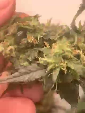 Durban pasion min første land race